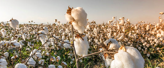 egyptian cotton