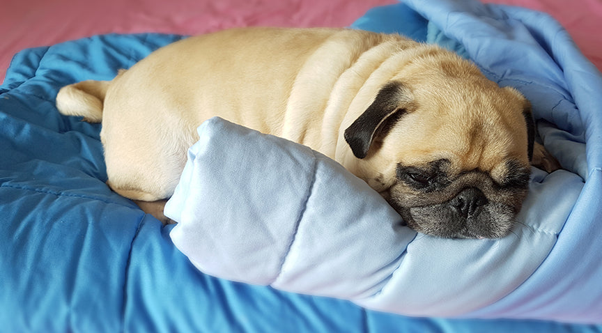 clean weighted blanket